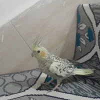 جوجه عروس