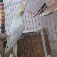 عروس هلندی لوتیتو و قفس و لانه|پرنده|قیدار, |دیوار