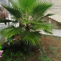 درخت نخل واشنگتن|گل و گیاه طبیعی|پرهسر, |دیوار