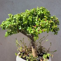 بونسای جید یا خرفه