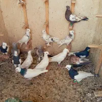 کفتر  رنگی بهبونی  پرشی|پرنده|شیراز, کفترک|دیوار