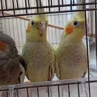 سه تا جوجه عروس