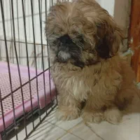 سگ شیتزو پیکنیز