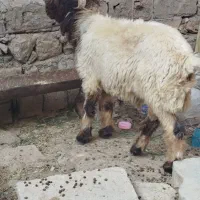 قوچ،نرمیش روزگاری