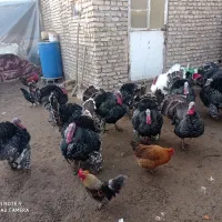 بوقلمون نر|حیوانات مزرعه|مشهد, فرخد|دیوار