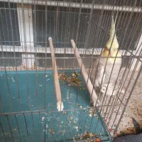 عروس هلندی نر سخن گو