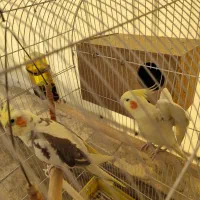 عروس هلندی جفت بالغ|پرنده|ری, ظهیرآباد|دیوار