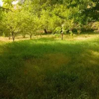 175زمین-آینده-دارتفکیک-شده-شهرداری-خیابان-کشاورز