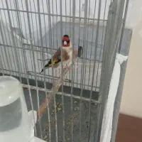 سهره مست جفتی