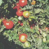 گوجه فرنگی ،ربی اناری گرد،بالاترین رقم برای رب دهی