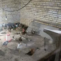 جوجه سالم دوماه به تخم