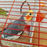 عروس هلندی و مرغ عشق