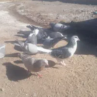 چندعددکبوترفروشی|پرنده|کورین, |دیوار