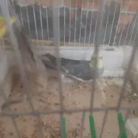 پرنده|پرنده|شراء, |دیوار