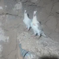 یک‌جفت دوکت