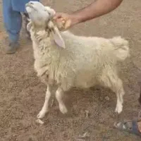 فروشی بره نر چاق