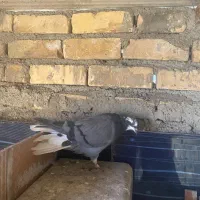 غریبگیری|پرنده|شاهرود, |دیوار