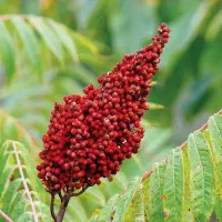 فروش ویژه نهال|گل و گیاه طبیعی|قم, آزادگان|دیوار