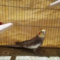 عروس هلندی نر دستی