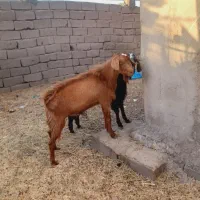 ۴ تا نری چاق رشتی و یک گیسه چاق نزات