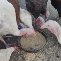 پرندگان مزرعه بوقلمون و خروس
