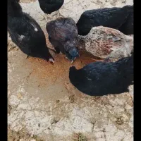 فروش تخم مرغ محلی قیمت بیست تومان