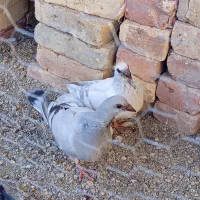 کبوتر|پرنده|سراوان, |دیوار