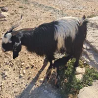 بزه|حیوانات مزرعه|شیراز, کفترک|دیوار