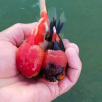 آکواریوم لیانادرشادگان|ماهی|شادگان, |دیوار