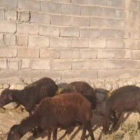 شیشک افشاری