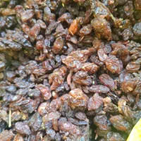 کشمش پاک شده عسکری کیسه 30 کیلو