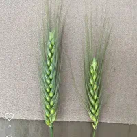 کود های افزایش تناژ سبوسیب رو تاوقتشه چالکود کن|گل و گیاه طبیعی|کلات (خراسان), |دیوار