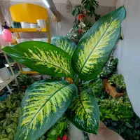 گل دیفن باخیا باکیفیت ودرشت عمده وخرده