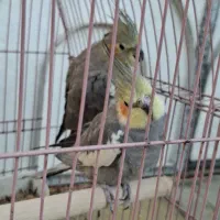 عروس هلندی|پرنده|سلماس, |دیوار