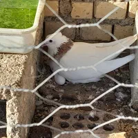 کبوتر‌طوقی