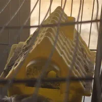 یک جفت فنج مولد با جوجه|پرنده|رباطکریم, وهن آباد|دیوار