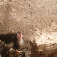 سلام خروس جوان گلین شهر ملاثانی|حیوانات مزرعه|باوی, |دیوار