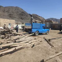 خریدقلمه بید چوب خشک کهنه|خدمات باغبانی و درختکاری|قره ضیاالدین, |دیوار