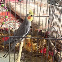 عروس هلندی|پرنده|رشت, فخب|دیوار