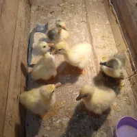 جوجه قوغاز اصل گردن ماری