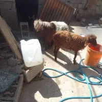 فروش 3 عدد بره و کهره|حیوانات مزرعه|همایجان, |دیوار