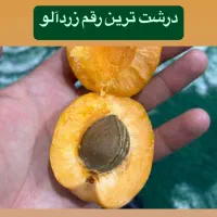 نهالستان نمونه