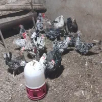 تخم مرغ گلین|حیوانات مزرعه|اصفهان, آبشار|دیوار