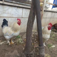 خروس محلی پا پر