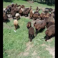 چوپانی گوسفند کار بلد باشه