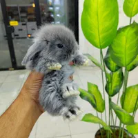 خرگوش لوپ|موش و خرگوش|تهران, بریانک|دیوار