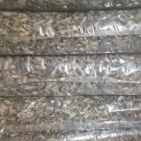 موجوادت زنده|خزنده|تهران, پارک شهر|دیوار