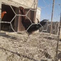 خروس لاری|حیوانات مزرعه|جزنیک, |دیوار