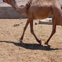 شتر فروشی