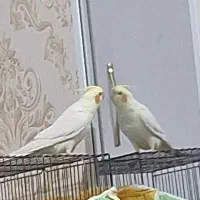 پرنده|پرنده|مشهد, منزل آباد|دیوار
